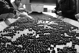 Druerne sorteres manuelt efter høsten