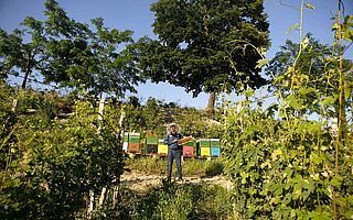 Angelo Gaja Weinfeld mit Mann und Bienenkästen im Hintergrund