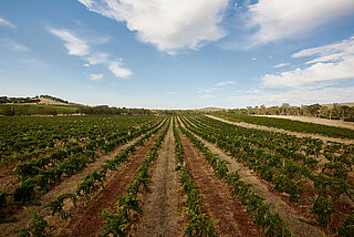 Jasper Hill Weinreben