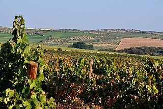 Wernberg von Macanita