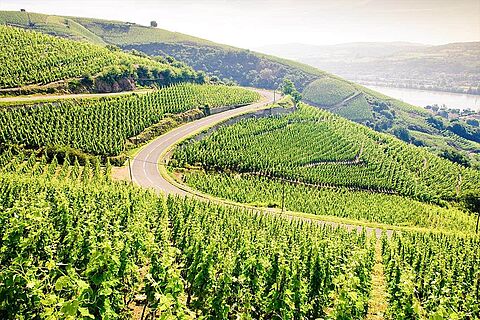Weinberge in der Nordrhone