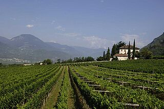 Vingårdene Cantina Terlan og Weinfeld under en blå himmel