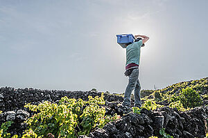 Top-Rebsorten in Portugal