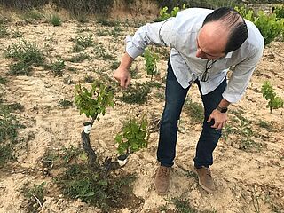 Pablo begutachtet einen Rebstock mit Veredelung