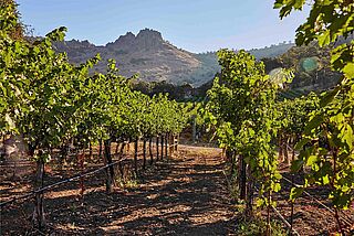 Vinmarker i USA Californien Stags Leap Wine Cellars