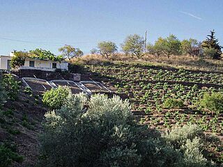 Weinberge Bodegas Telmo Rodriguez Malaga bei blauem Himmel
