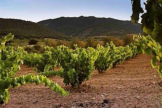 Weinberge von Jorge Navascues vor Gebirge