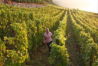 Marie-Therese Chappaz, Winzerin im Weinberg