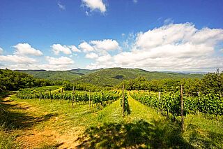 Udsigt over vinmarkerne nær Petrolo