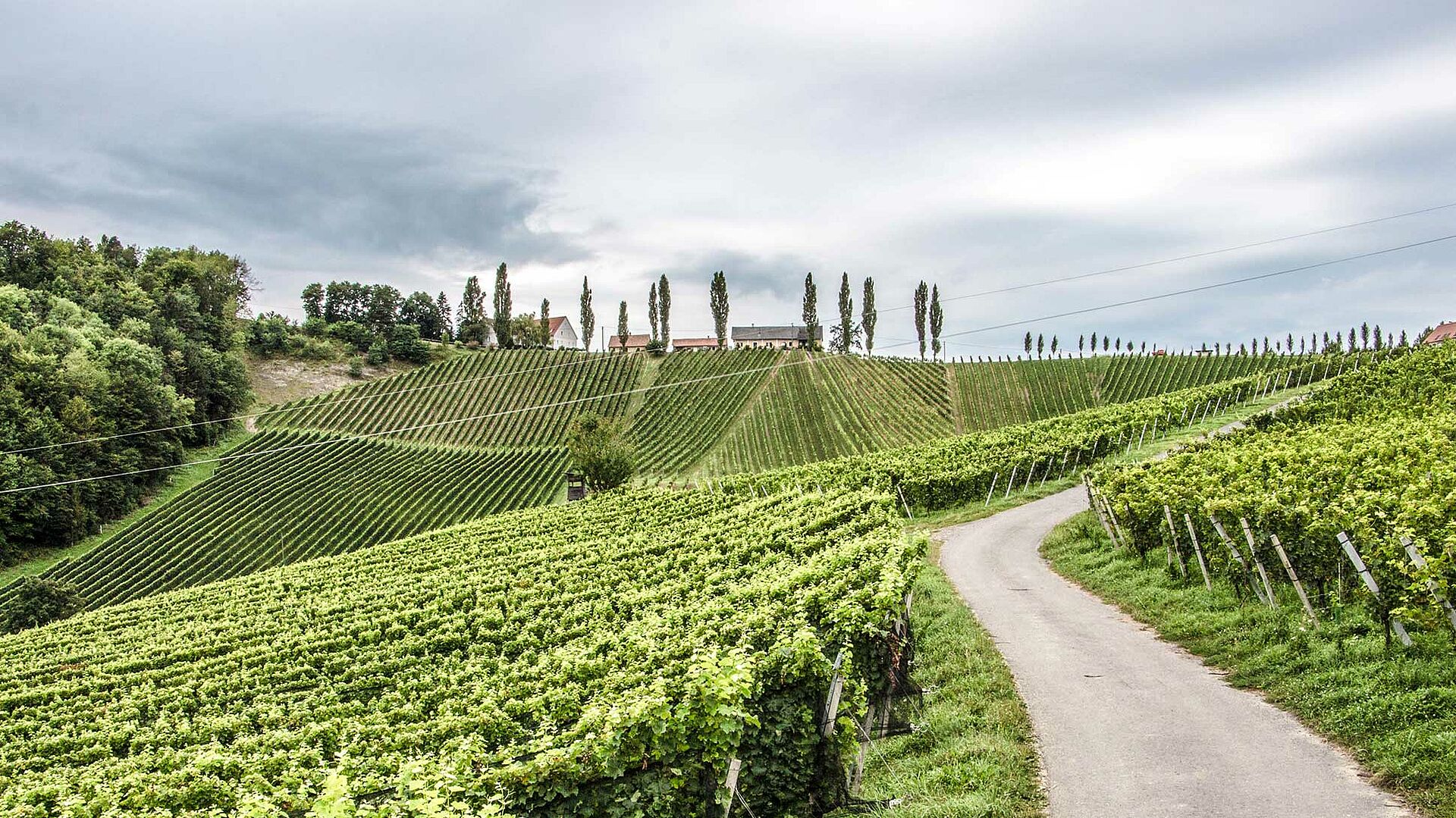 Weinberge von Tement