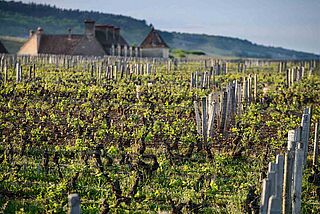 Vinmark af Anne Gros