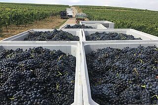 Pinot Ernte in Rheinhessen