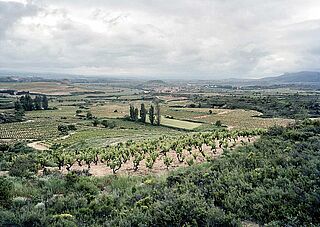 Weinfeld, Weingut Bodegas Telmo Rodriguez Alicante/Cigales
