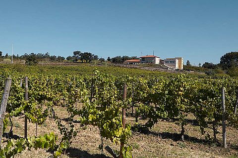 Dirk Niepoorts Weingut in der Bairrada Region