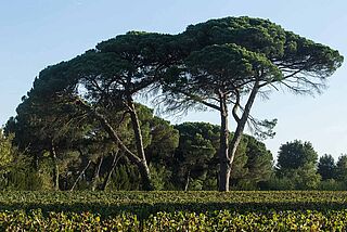 Feld und Bäume beiHaut Bergey