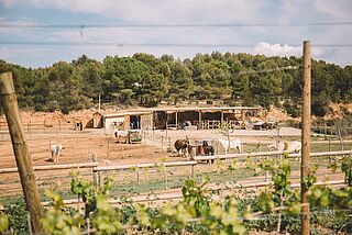 Hof beim Weingut Gramona