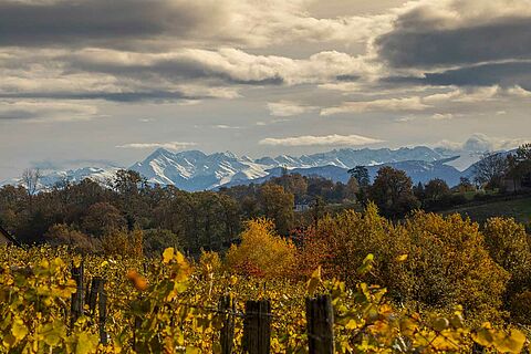 Weinfeld bei den Pyrenäen