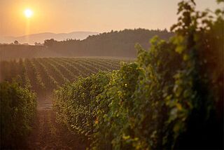 Famiglia Cotarellas vinmarker