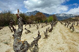 Weinberg des Winzers Pujanza