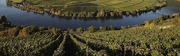 Mosel Saar Ruwer Weinfeld