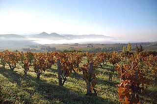Vinstokke Domaine Gourt de Mautens