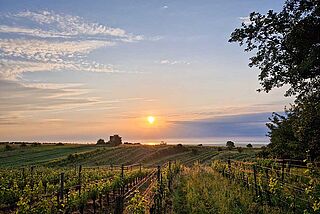 Solopgang på vingården Ernst Triebaumer