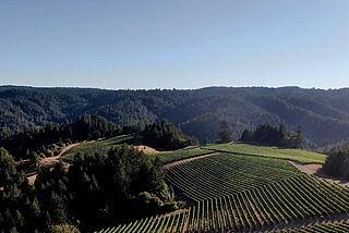 Weinfeld, La Crema vinlandskab