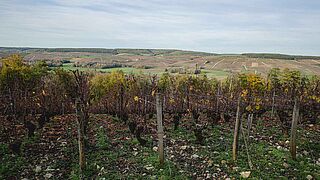 Weinreben auf dem Weinfeld Pierre Gerbais bei blauem Himmel Weinfeld Pierre Gerbais