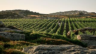 Weinberge in Santorini