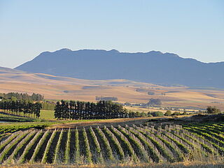 Südafrika Weinberg