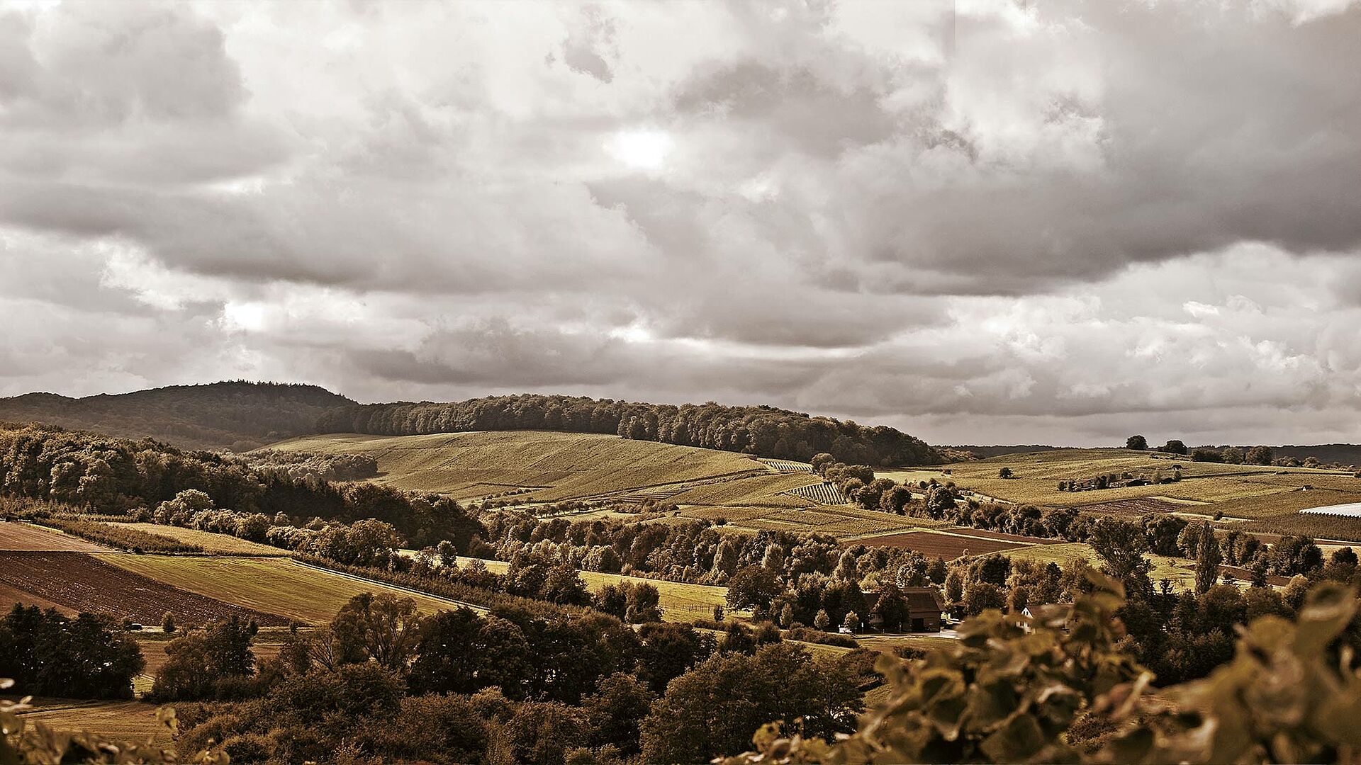 Weingut Hirth Weinfelder