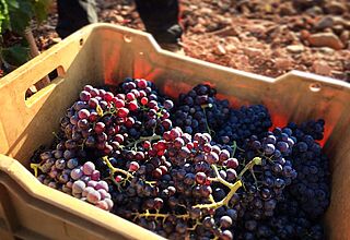 rote Weintrauben in einer Kiste, Weinlese bei Palacios Remondo