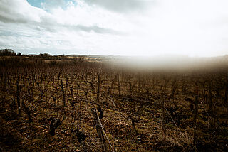 Weingut Domaine de Pellé