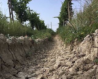 Graben im Weinberg von Marangona