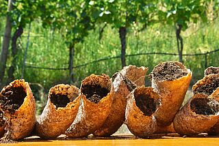 Kuhhörner von Alois Lageder