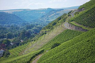 Emrich Schönlebers vingård Emrich Schönlebers vingård