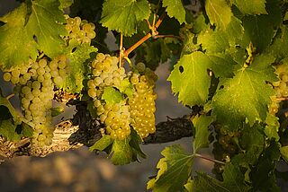 Weisse Weintrauben Weisse Weintrauben, Weinreben