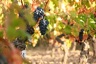 Pinot Noir Pinot Noir