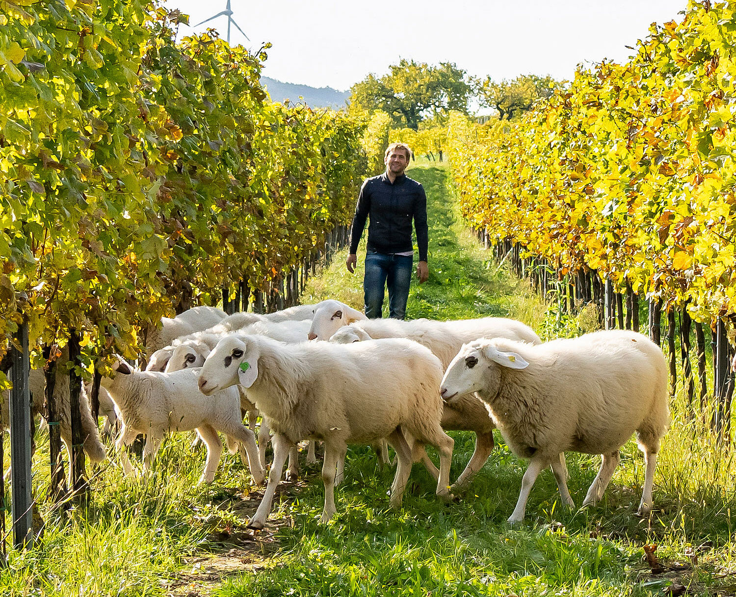 Markus Huber in den Weinbergen