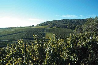 Mandelberg vingård i Pfalz fra Dr. Wehrheim