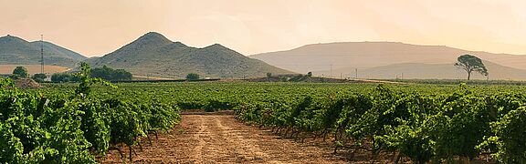Vinregionen Valencia