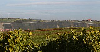 Weinfeld bei Horst Sauer