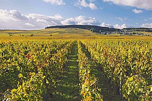 Die Liebe zum Burgund – trotz Preisentwicklung und Kritik