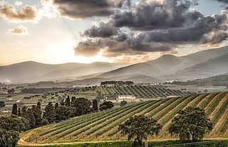 Panorama Weinberge Antinori Le Mortelle