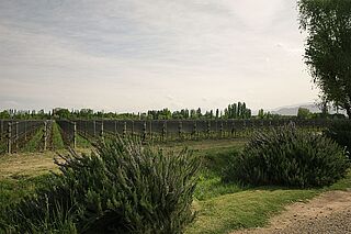 Die Weinberge von Riccitelli