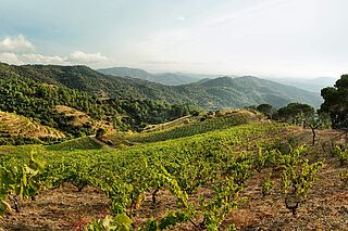 Weingut Terroir al Limit bei Sonnenschein Weingut Terroir al Limit bei Sonnenschein