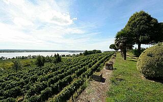 Vinregionen Cotes de Bourg