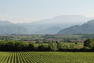 Ca' del Bosco Weinberge