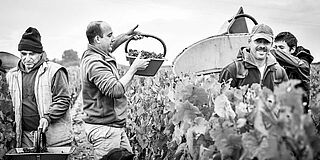 Cambon la Pelouse Wein