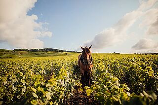 Weinberg mit Pferd